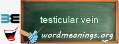 WordMeaning blackboard for testicular vein